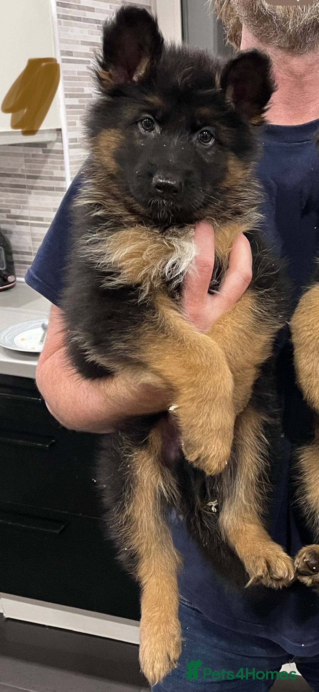 German Shepherd dogs for sale: Beautiful KC reg health tested puppies for sale - Advert 4