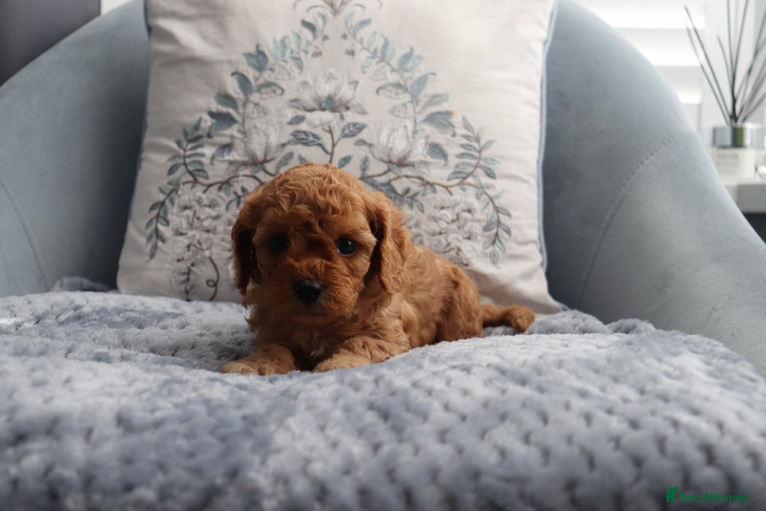 Cavapoochon dogs for sale: Beautiful Cavapoochons looking for forever homes - Image 5