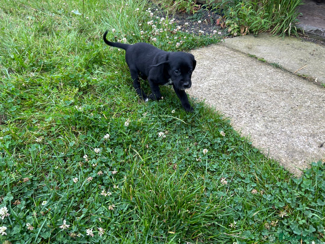 Mixed Breed dogs for sale: Dalmatian/Golden retriever cross puppies - Image 10