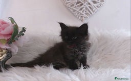 Maine Coon cats for sale: 2 kittens left In Search of Loyal Human Servant - Image 16