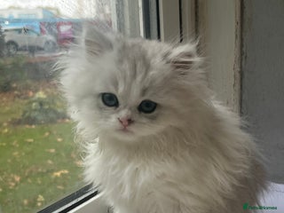 Persian cats - Advert 2