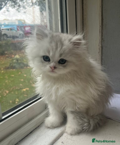 Persian cats - Advert 2