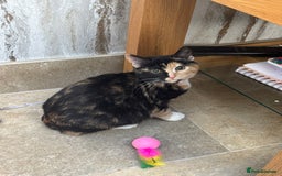Mixed Breed cats for sale: 2 girl rescue kittens - Image 4