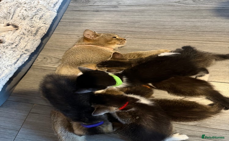 Mixed Breed cats - Advert 12