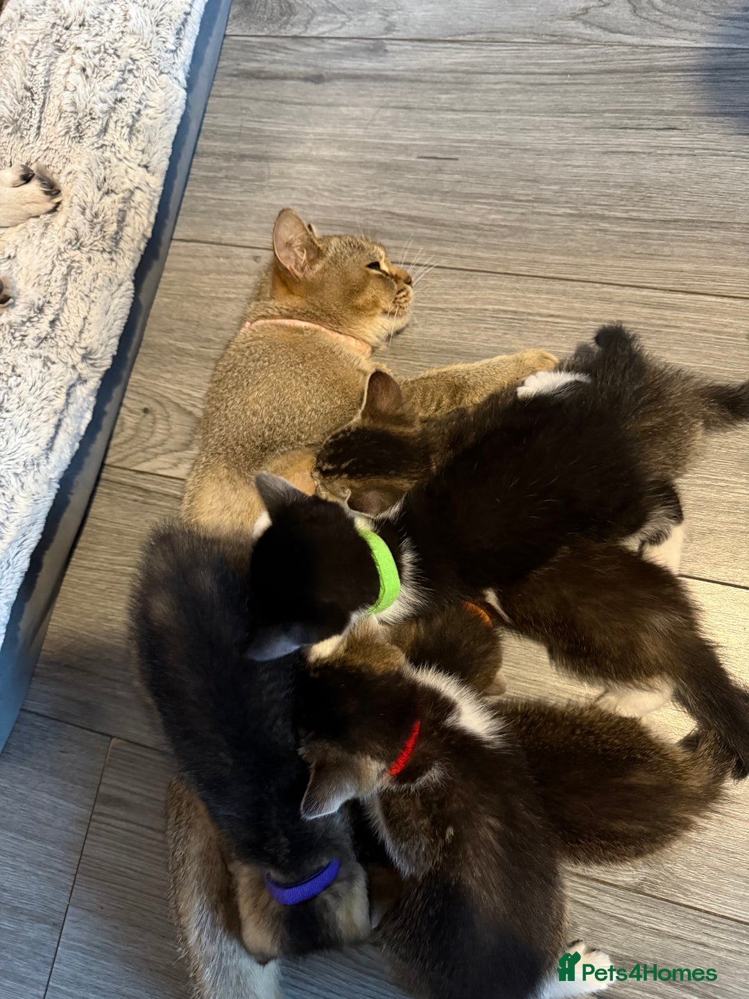 Mixed Breed cats for sale: Mixed breed kittens for sale💕 - Image 1