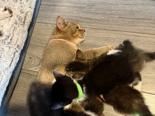 Mixed Breed cats for sale - Advert 1