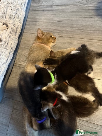 Mixed Breed cats - Advert 12