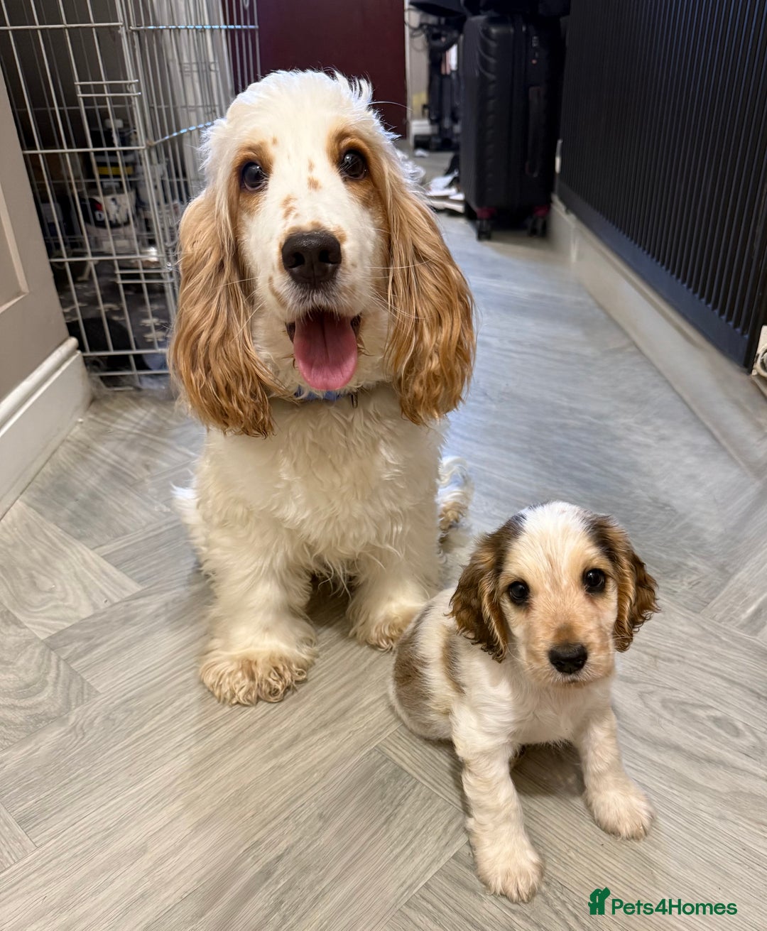Cocker Spaniel dogs for sale: Show Cocker Spaniel girls - Image 7