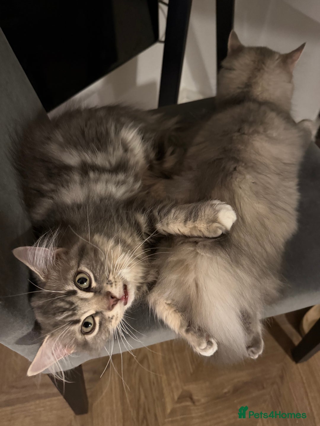 Siberian cats for sale: Siberian kitten ( we can negotiate price) in Liverpool - Image 6