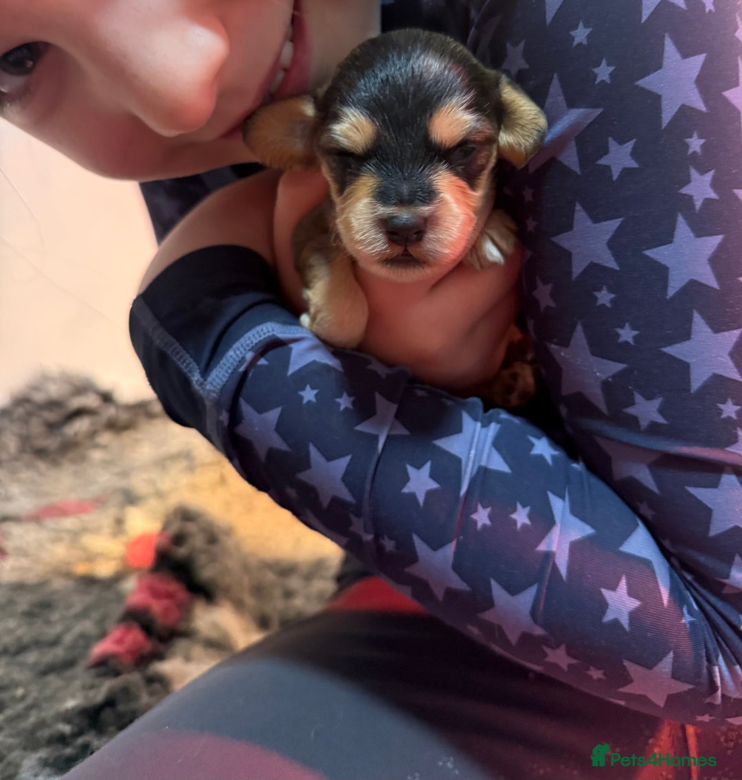 Labradoodle dogs for sale: Unique Stunning miniature doodles - Advert 15