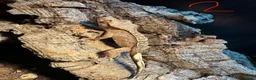 Gecko reptiles for sale: Baby crested geckos in Accrington - Advert 2