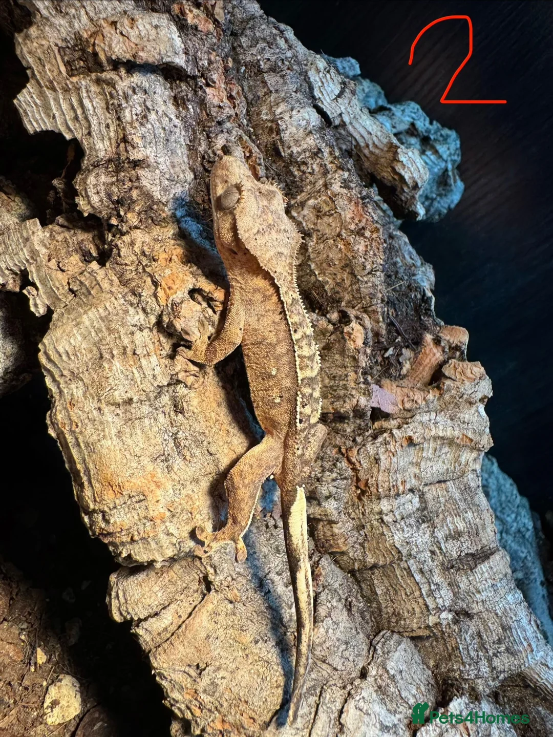Gecko reptiles for sale: Baby crested geckos in Accrington - Advert 2