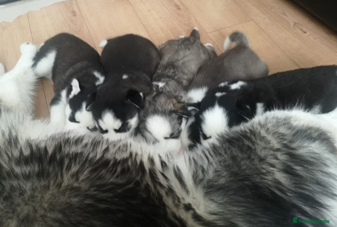 Siberian Husky dogs for sale: “Snow-Kissed Siberian Husky Cuties – Available - Advert 4