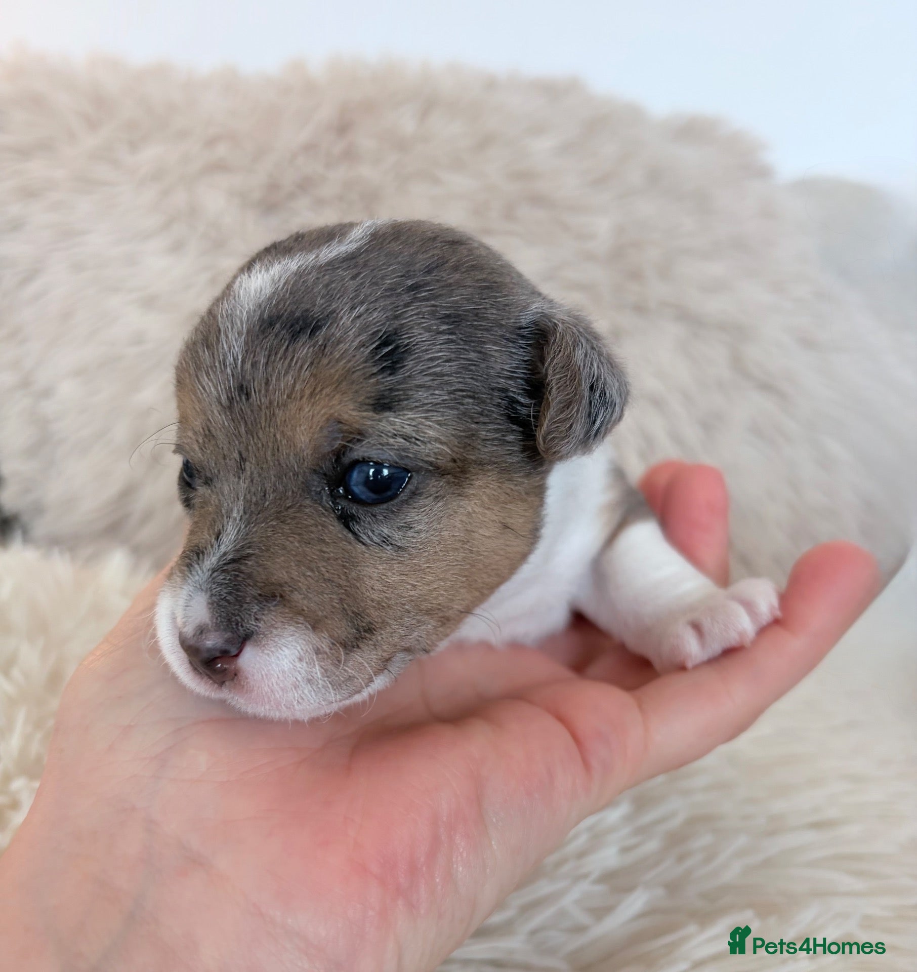 Jack Russell dogs Miniature Jack Russell Puppies  - Advert 4