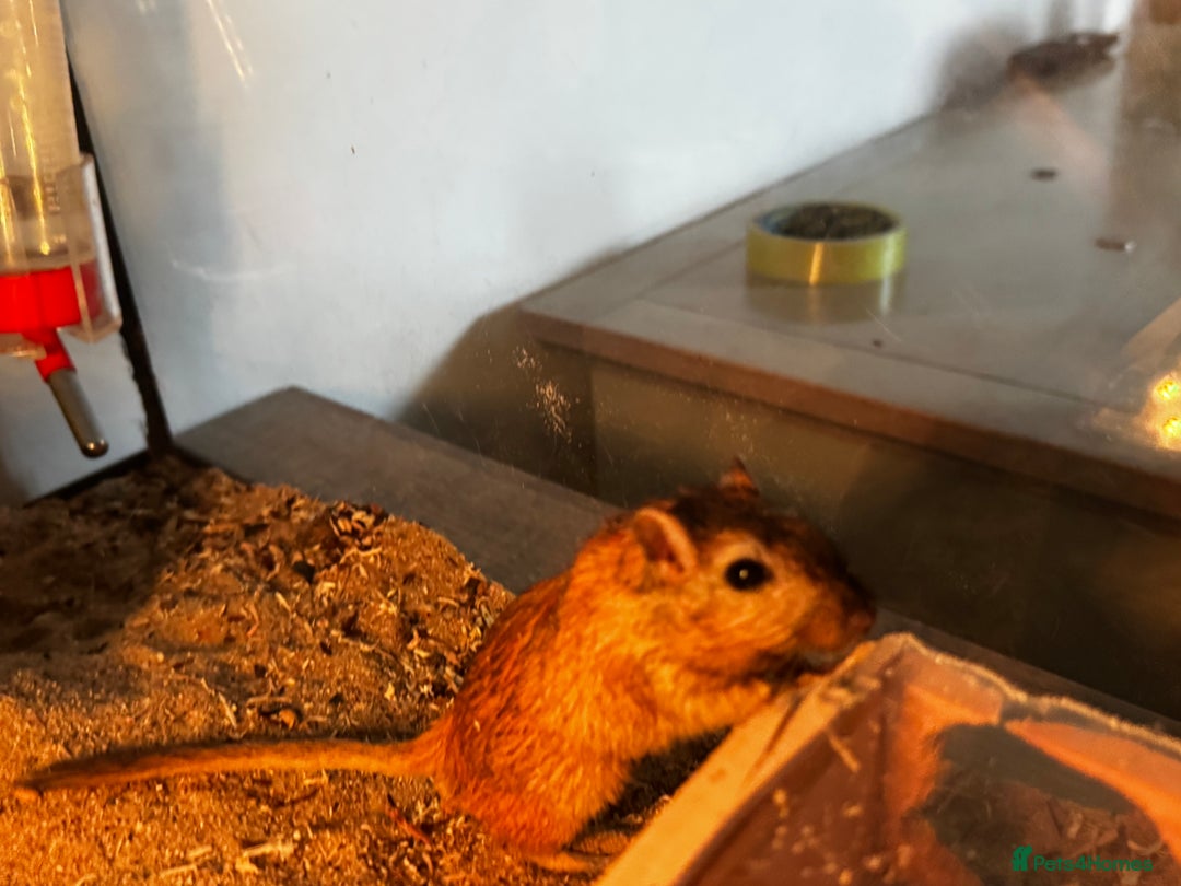Gerbil rodents for sale: PAIR OF MALE GERBILS - 6mo tame 1 brown 1 white  - Image 2