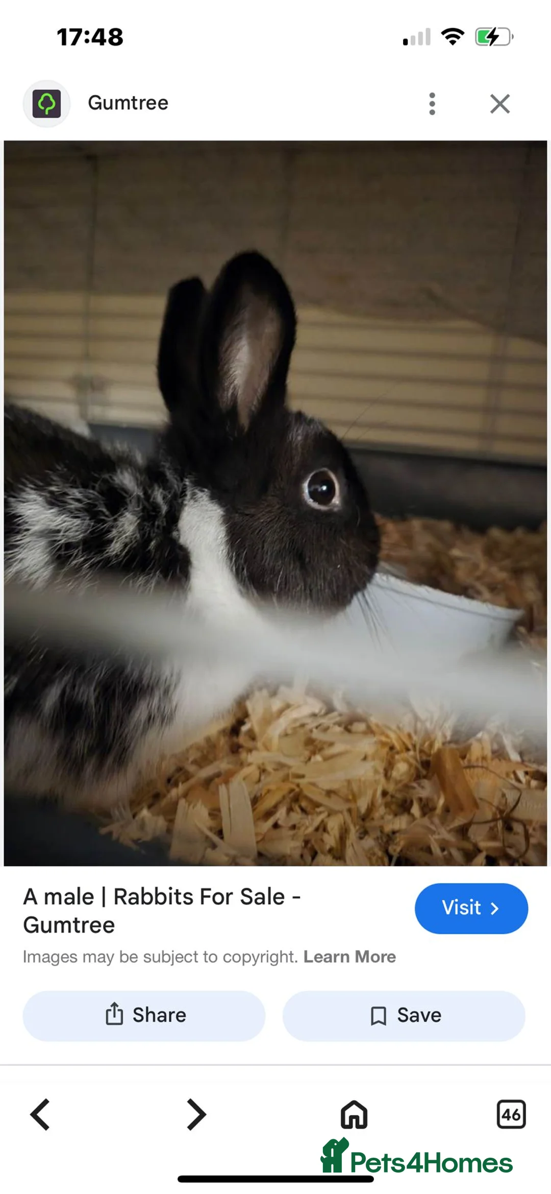 Guinea Pig rodents for sale: BOTH MALES DWARF RABBIT & TOO PIGS - Advert 5