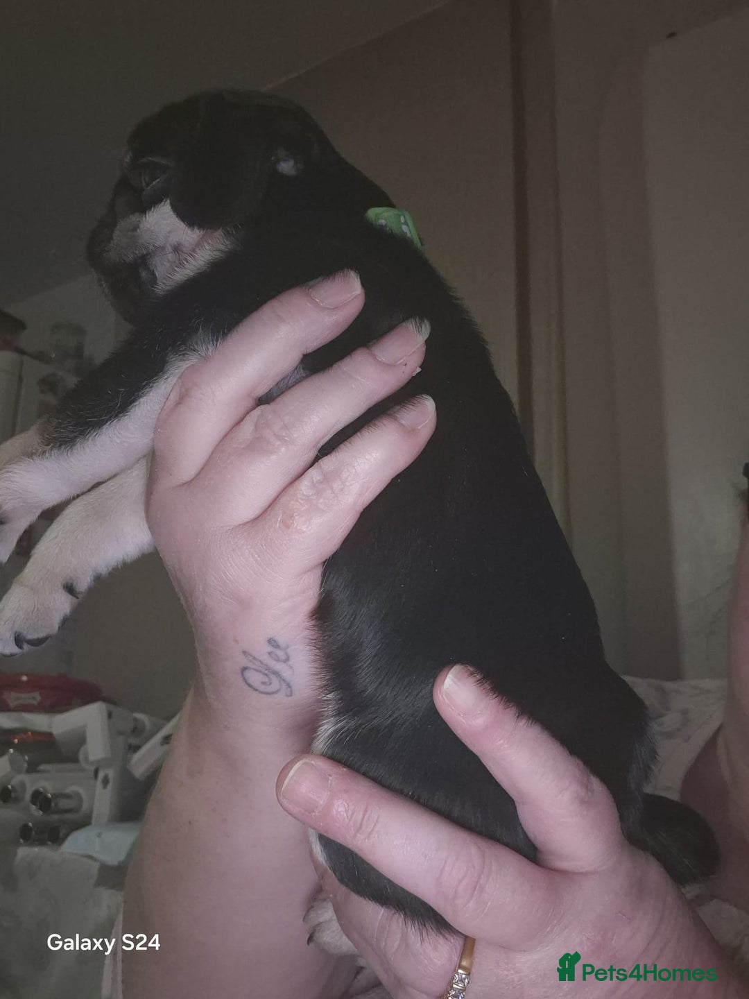 Pug dogs for sale: KC reg Pug puppies  - Advert 2