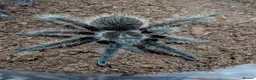 Tarantulas invertebrates for sale: Various Tarantulas (read description)  - Advert 4