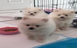 Pomeranian dogs for sale: Adorable White Teddy-Bear Pom Puppies! - Image 22