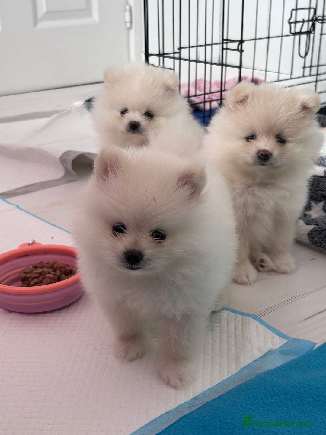 Pomeranian dogs for sale: Adorable White Teddy-Bear Pom Puppies! - Image 22