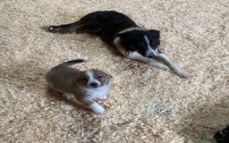 Border Collie dogs for sale: Red/Brown Merle Border Collie Pups - Image 4