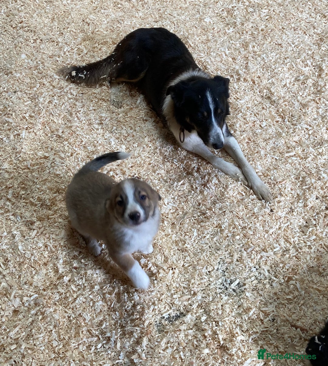 Border Collie dogs for sale: Red/Brown Merle Border Collie Pups - Image 4