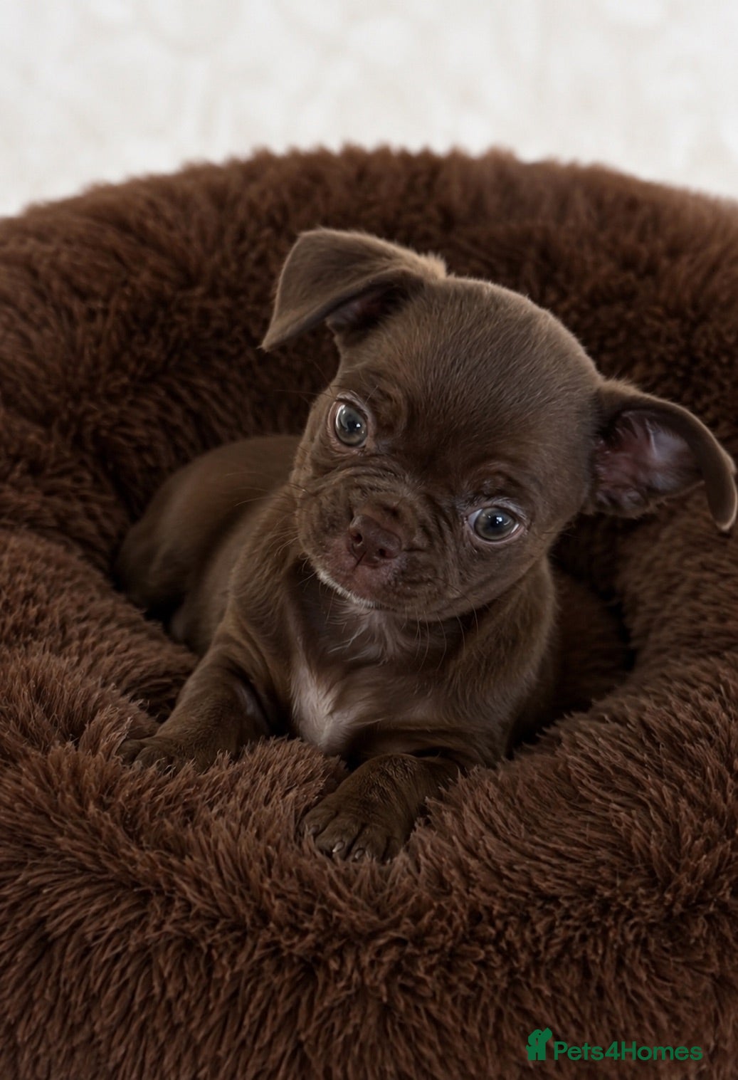 Chihuahua dogs Kc reg Choclate female  - Advert 17