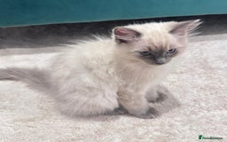 Ragdoll cats for sale: Friendly, Well Socialized & Healthy Ragdoll Kitten - Image 3