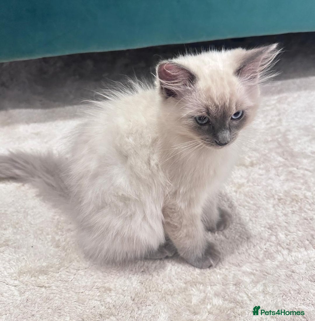 Ragdoll cats for sale: Friendly, Well Socialized & Healthy Ragdoll Kitten - Image 3
