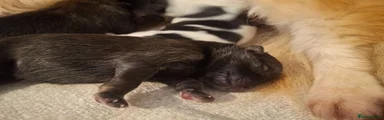Pomeranian Puppy 2