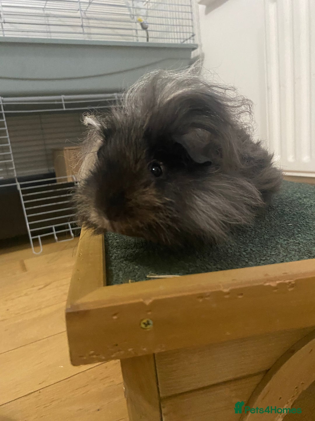 Guinea Pig rodents for sale: 3 month old Lunkarya black and cream male in Beckenham - Image 4