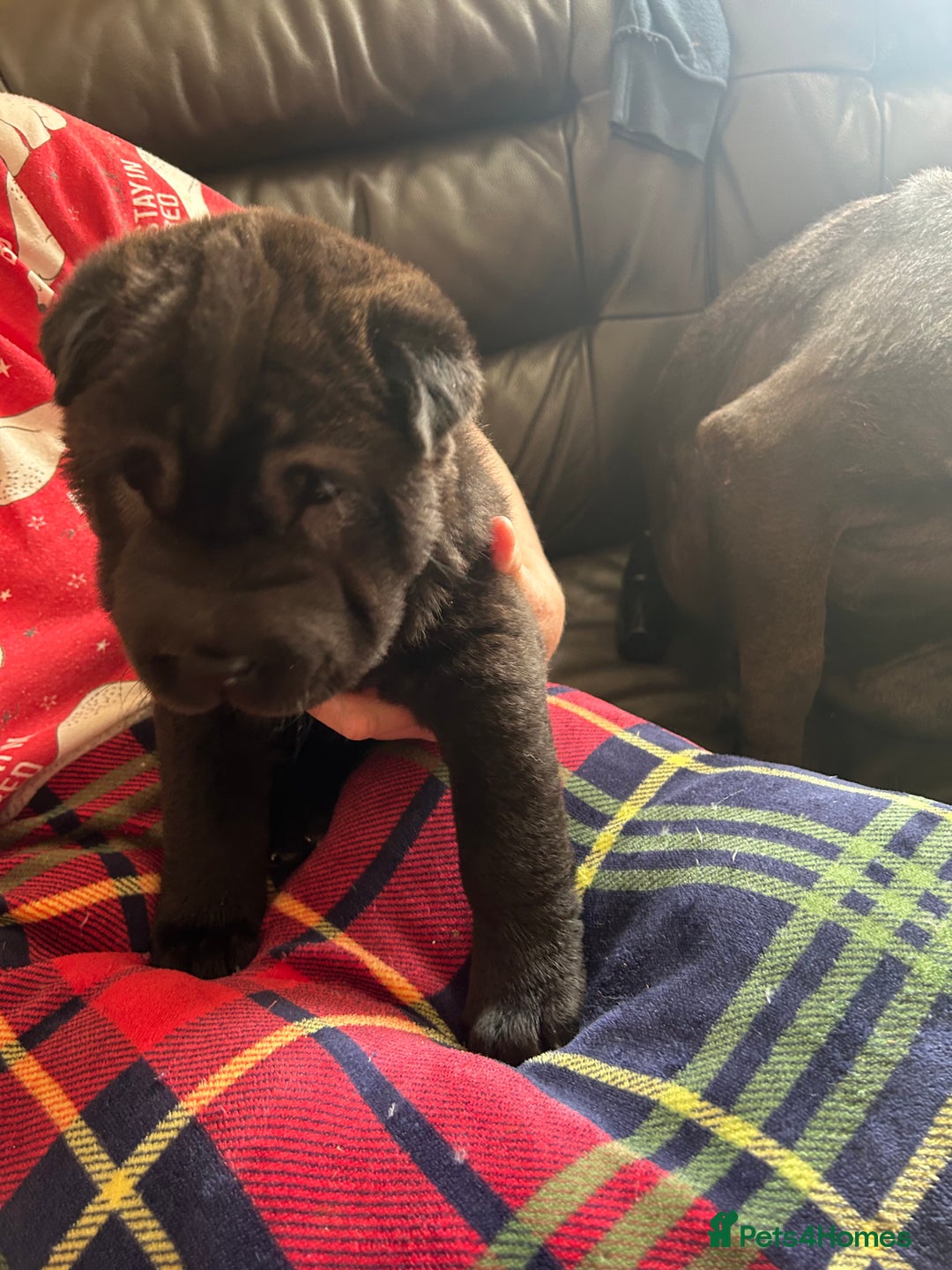 Shar Pei dogs for sale: 2 females 3 males Shar pei pups - Image 21