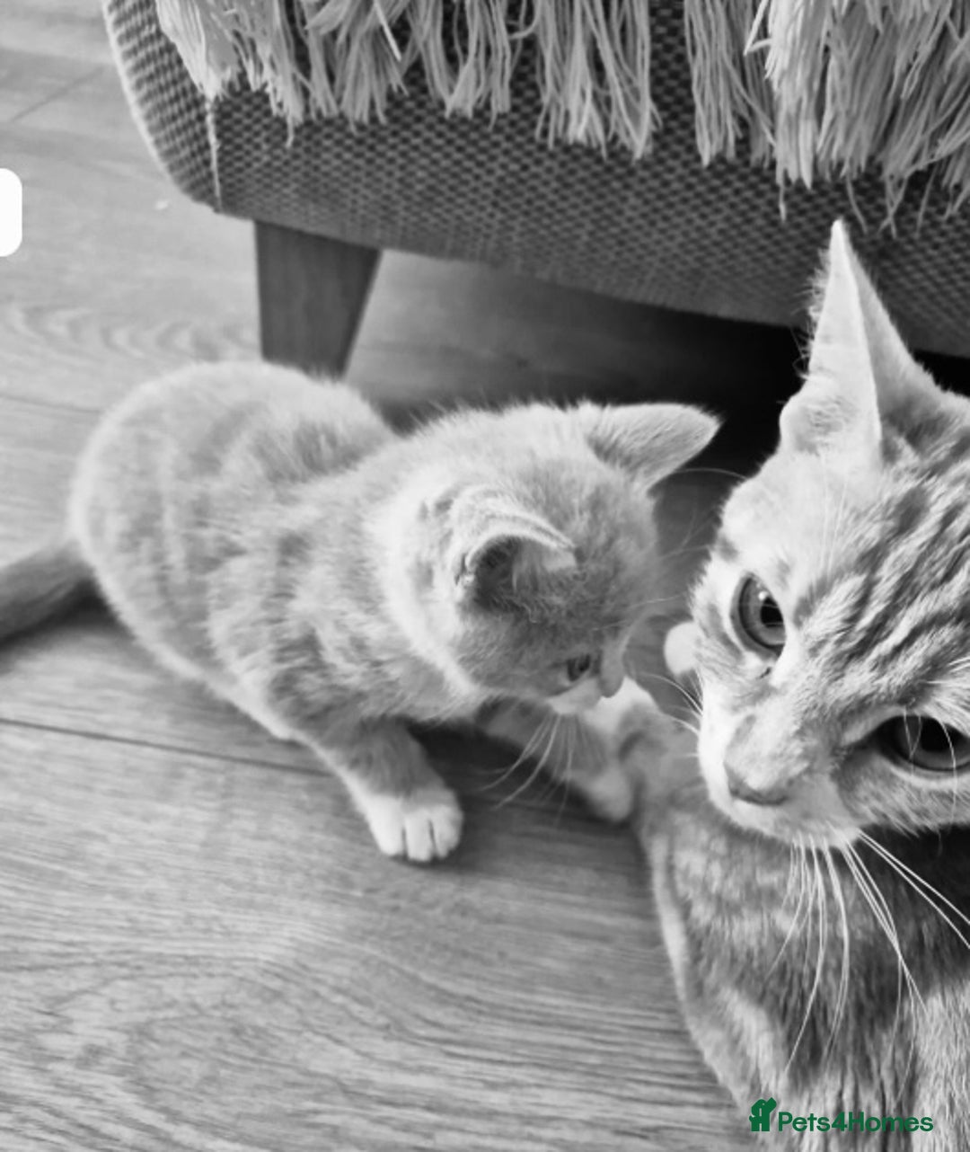 Mixed Breed cats for sale: SWEET PENNY LOOKING FOR HER FAMILY ! - Image 5