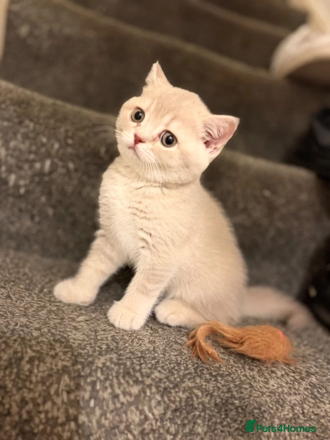 British Shorthair cats for sale: 👑 Exceptional BSH Cream Golden Tipped Girl 👑 - Advert 19