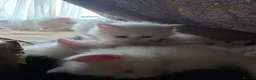Mixed Breed cats for sale: Cats for sale  - Advert 13