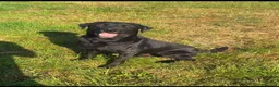 Labrador Retriever dogs for sale: Two male Labrador puppies ready for new homes  in Shrewsbury - Advert 2