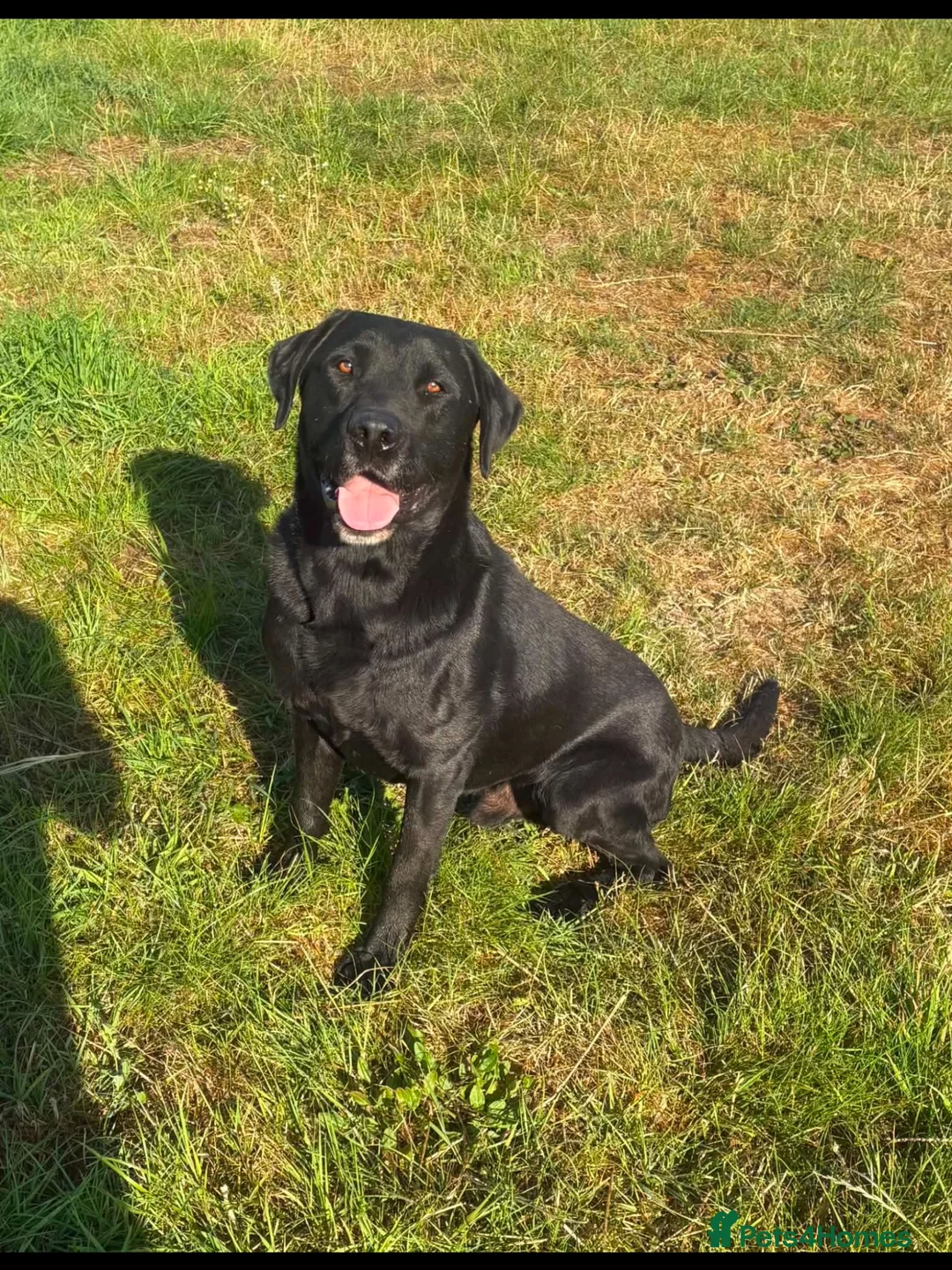 Labrador Retriever dogs for sale: Two male Labrador puppies ready for new homes  in Shrewsbury - Advert 2