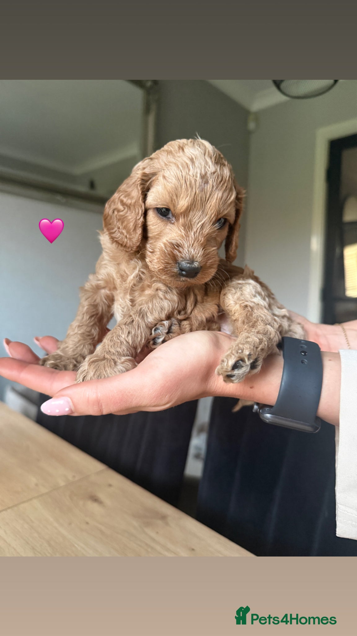 Cockapoo dogs F2 Cockapoo Puppies- Looking for Forever Homes! 🐾 - Advert 2