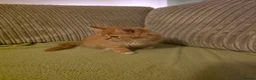 Mixed Breed cats for sale: Fluffy Ginger Boy - Advert 6