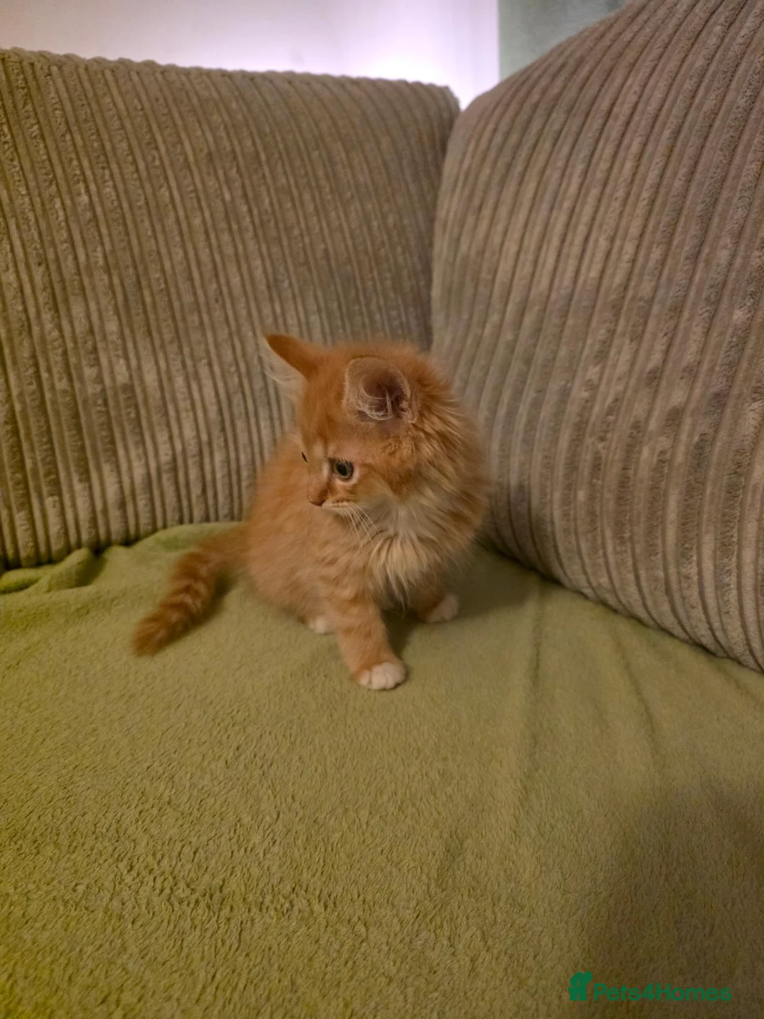 Mixed Breed cats for sale: Fluffy Ginger Boy - Advert 6