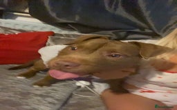 Mixed Breed dogs for sale: Rocko the frenchie cross  - Image 2