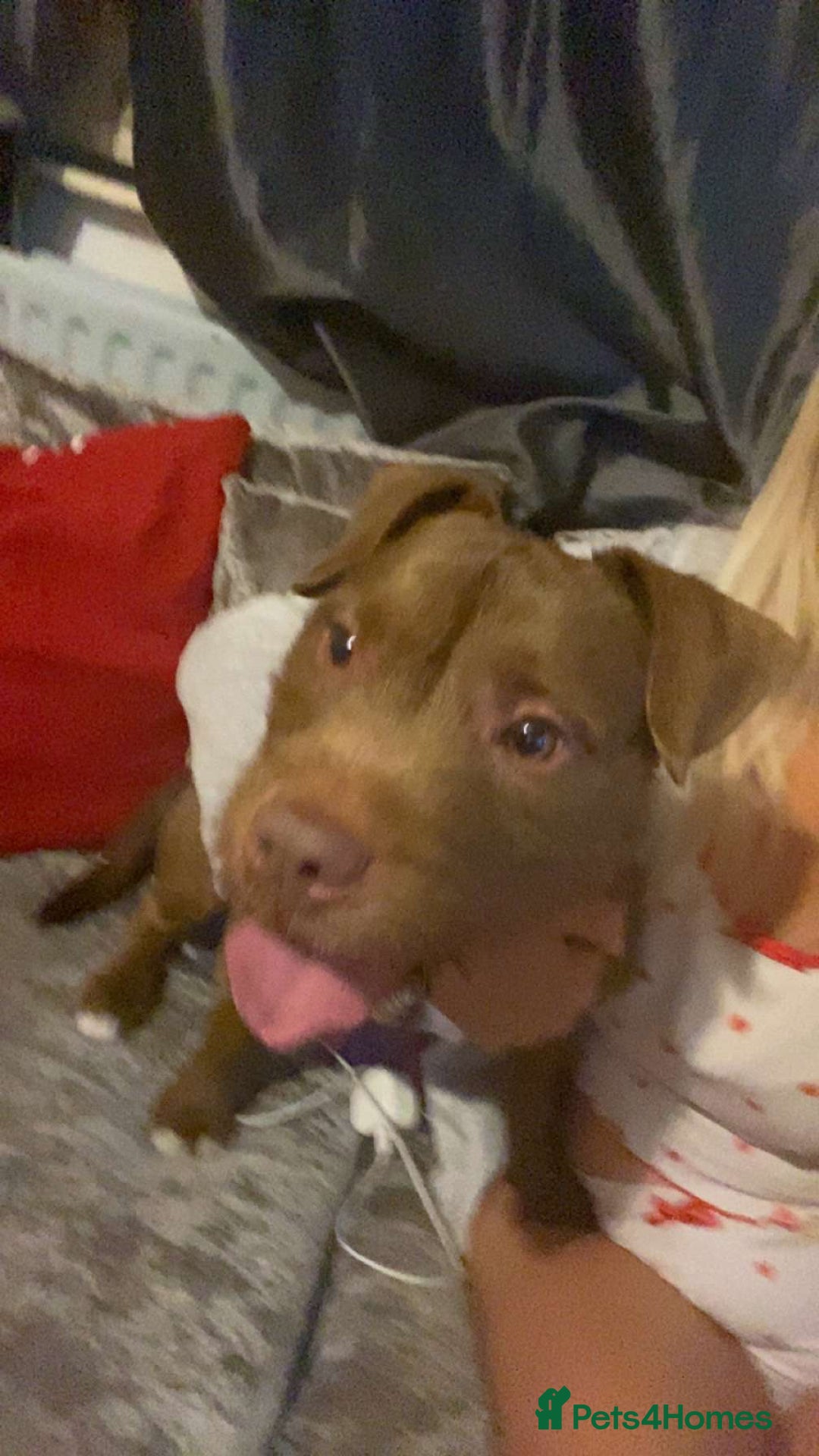 Mixed Breed dogs for sale: Rocko the frenchie cross  - Image 2