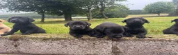 Labrador Retriever dogs for sale: Beautiful Kennel Club Registered Labradors Puppies in Brechin - Advert 17