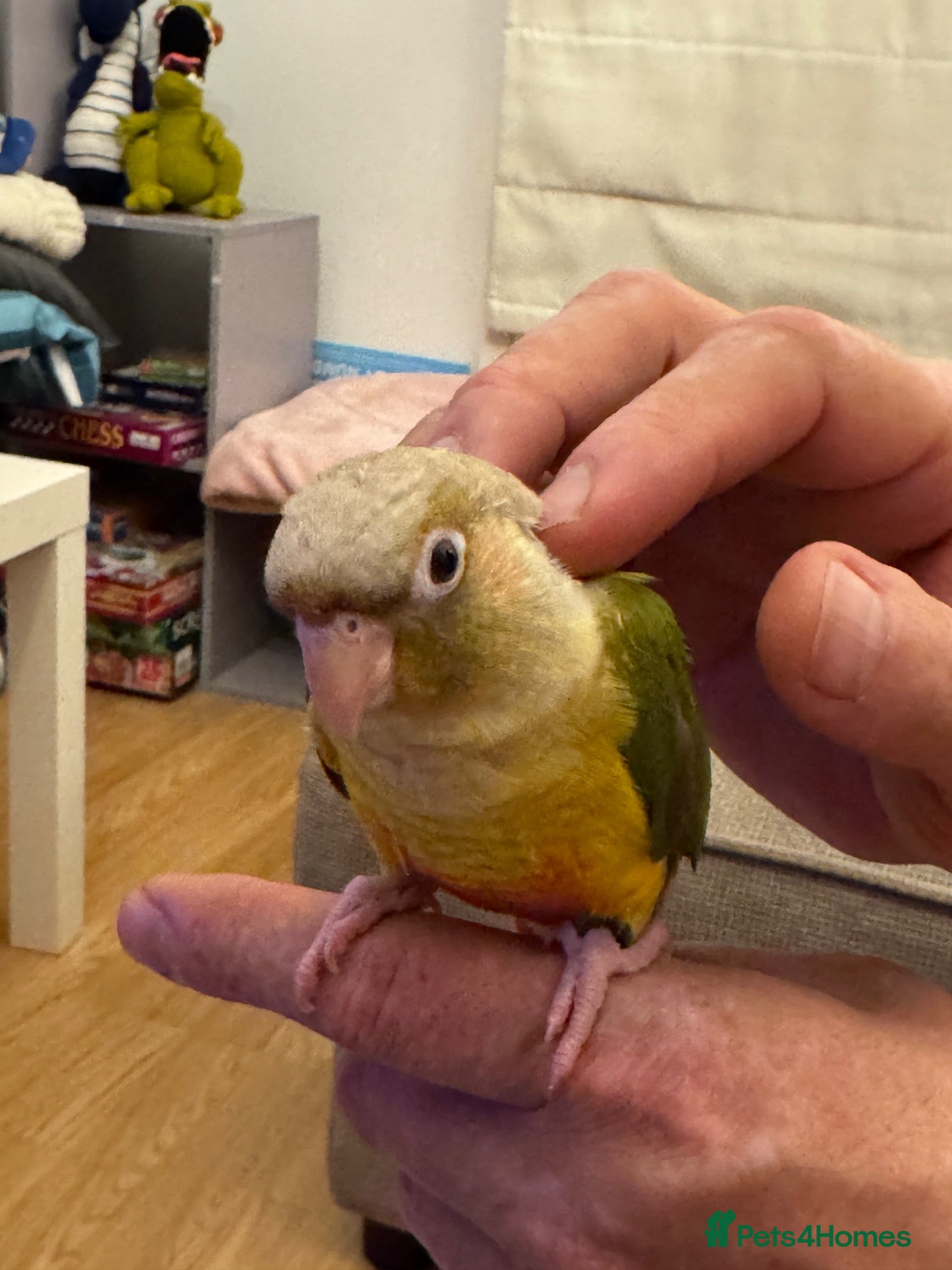 Conures birds 2 Tamed baby conures for sale  - Advert 2