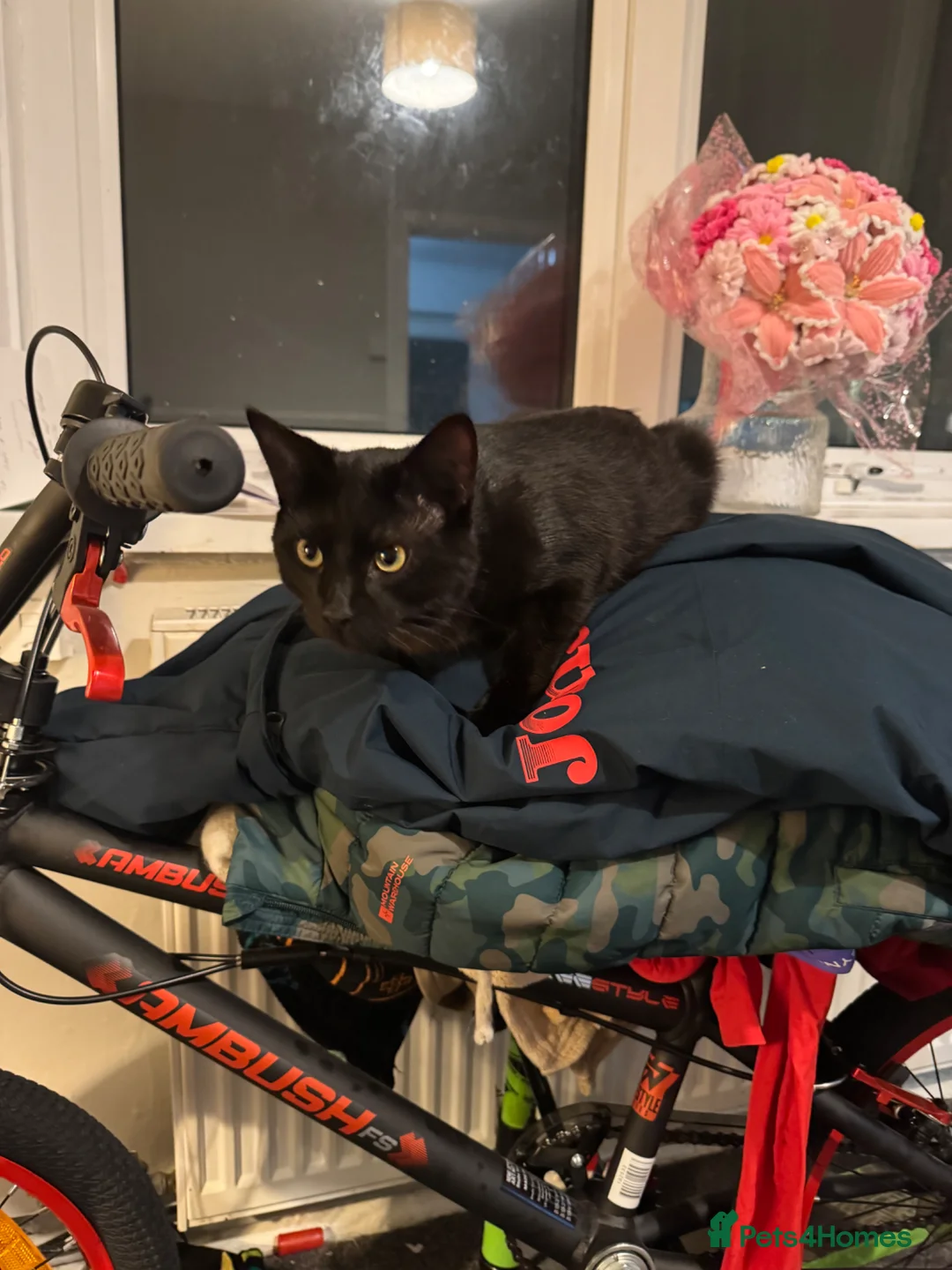 Domestic Shorthair cats for sale: 2 male cats  in Swansea - Advert 2