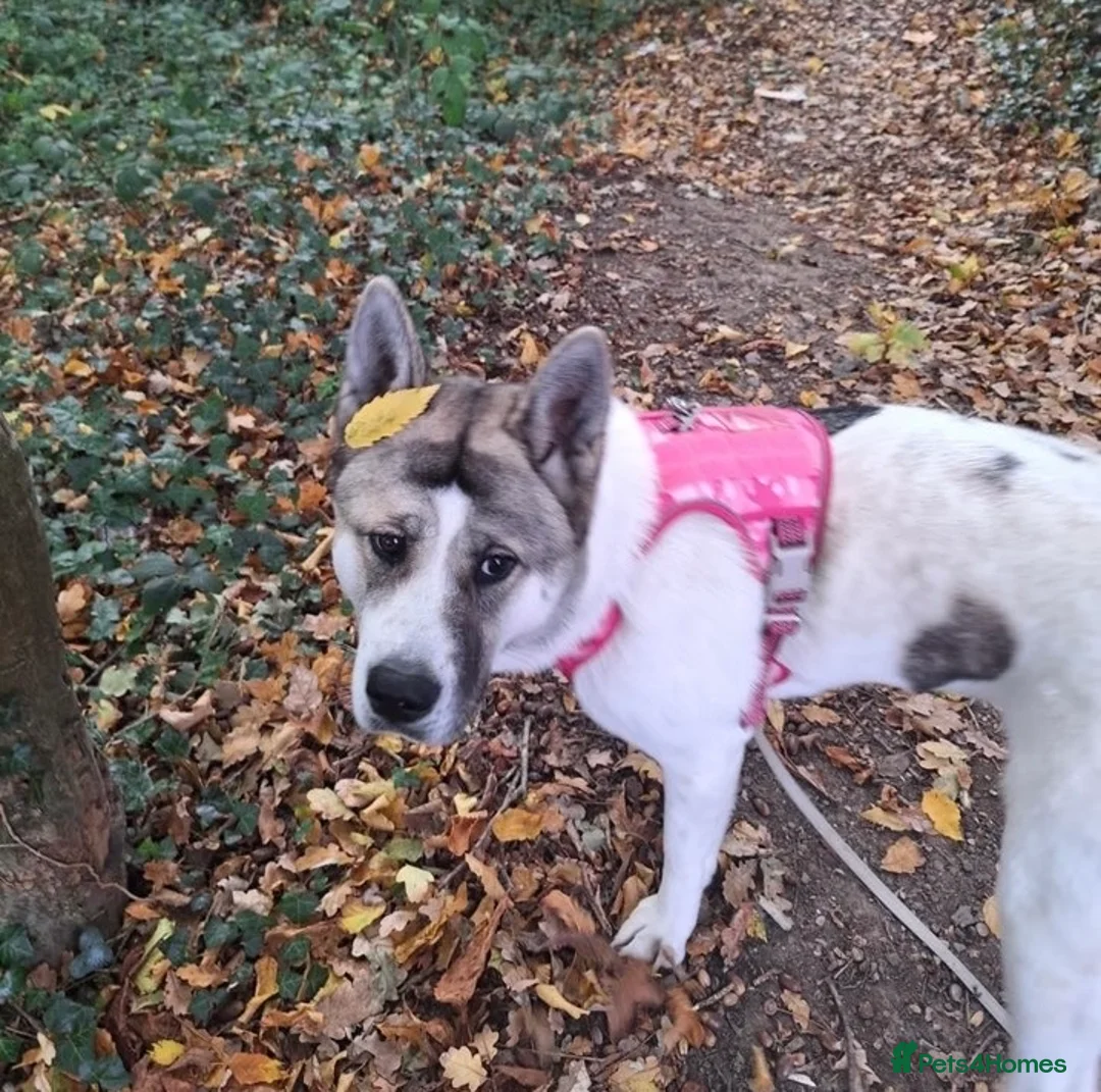 Akita dogs for sale: Akita  - Advert 5