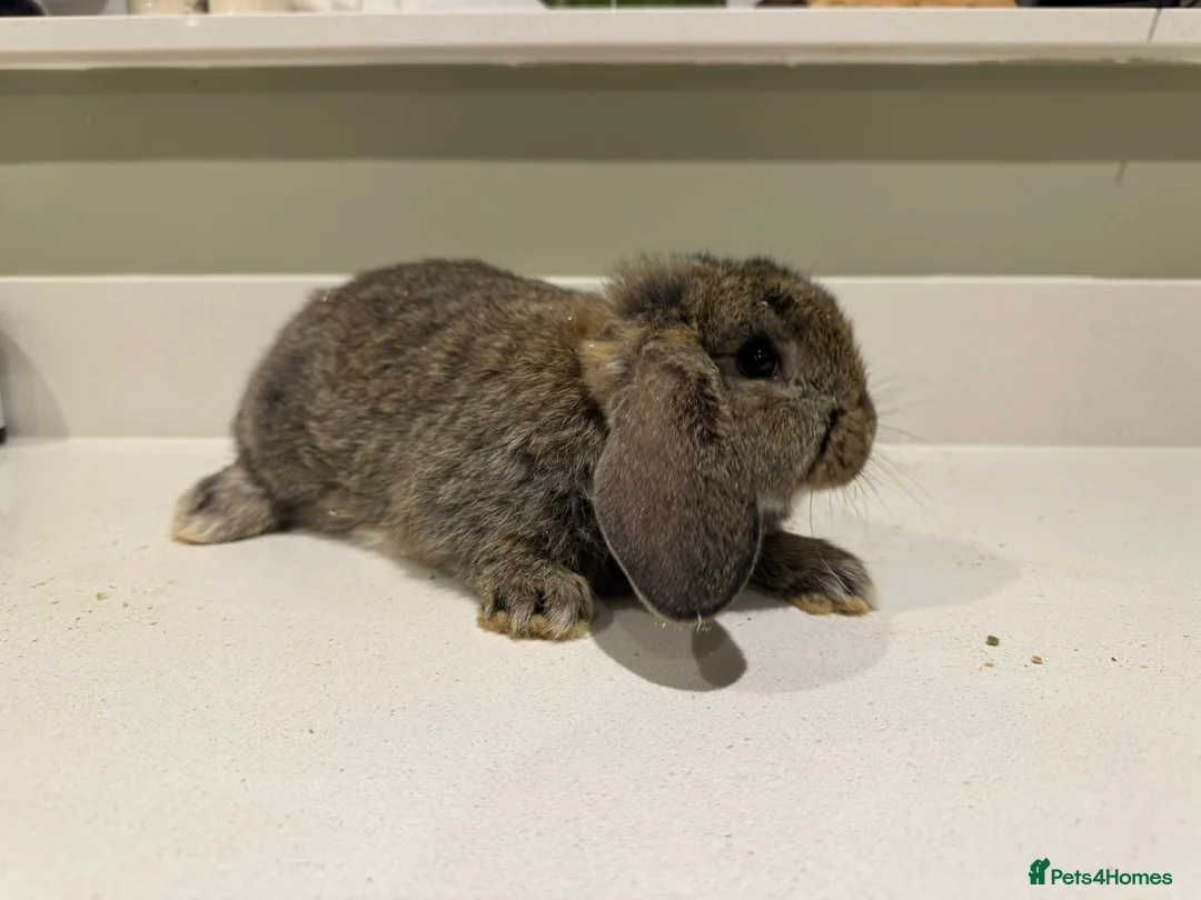 New Zealand rabbits for sale: New Zealand lops  - Advert 1