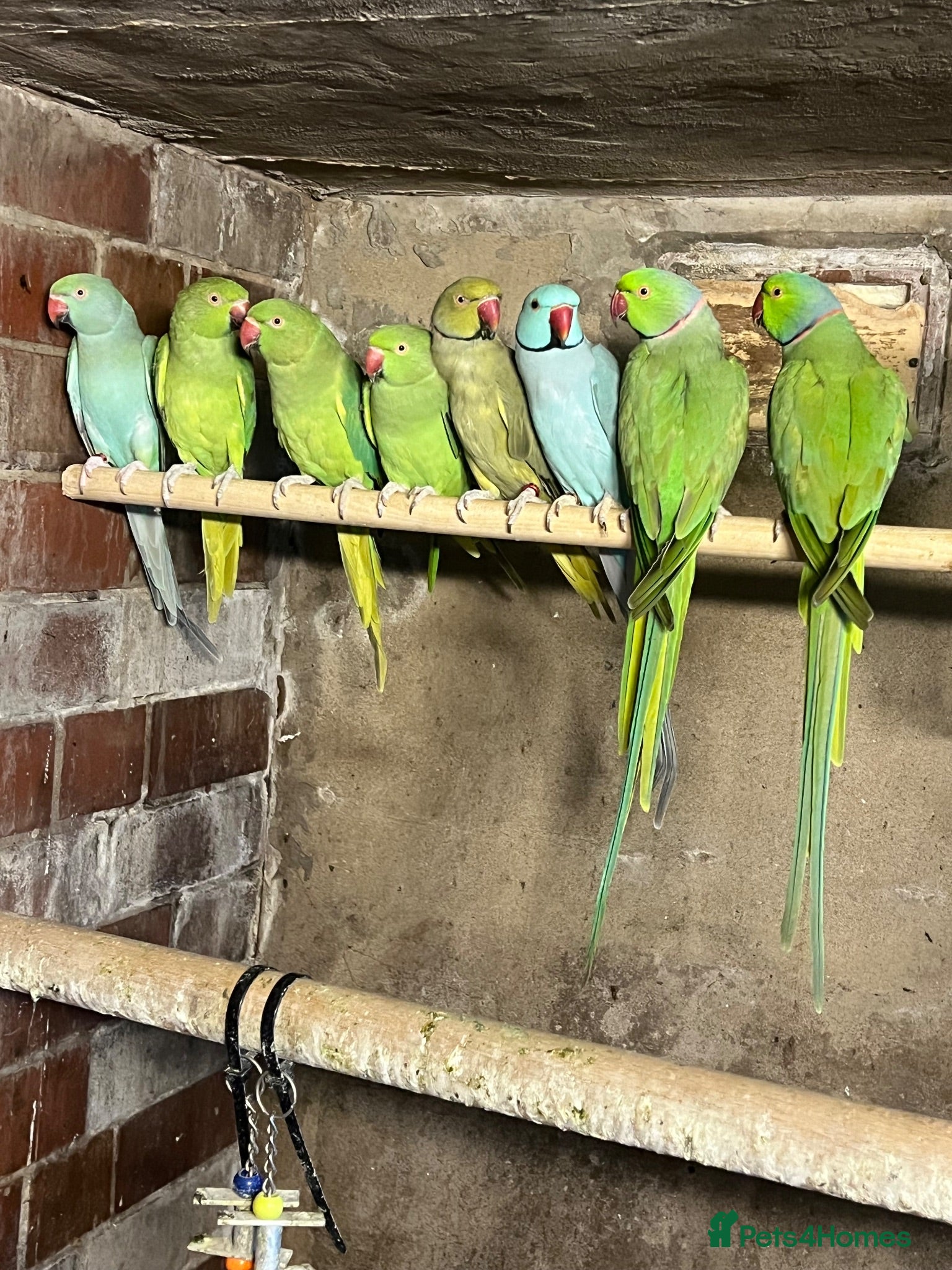Mixed Breed birds Birds for sale *read description*  - Advert 2