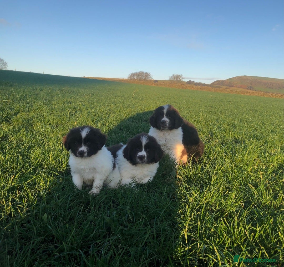 Newfoundland dogs for sale: Outstanding Newfoundland Puppies - Advert 5