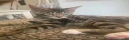 Mixed Breed cats for sale: Beautiful Bengal x Maine coone kittens  - Advert 13